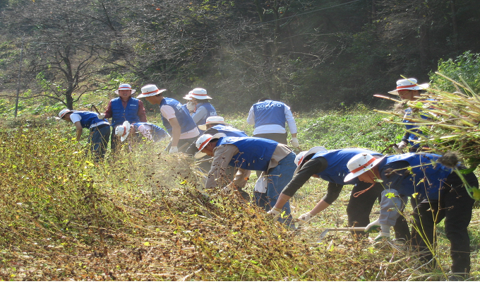 2006102417163432_메밀밭추수모습.bmp